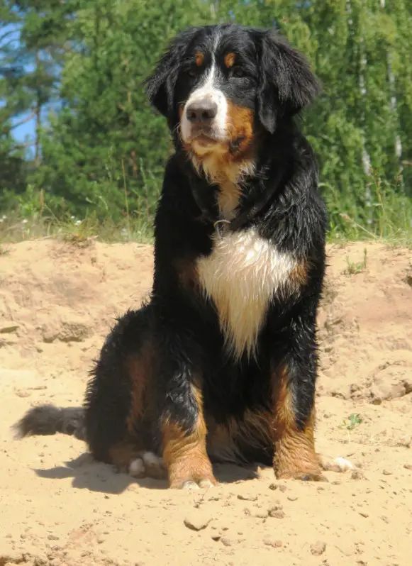 Guaro d'AÏnhoa