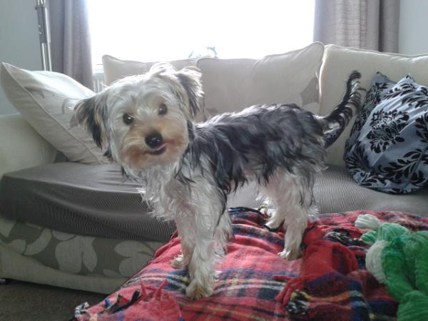 ollie
