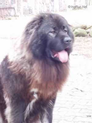 SHAKIRA HUNZA