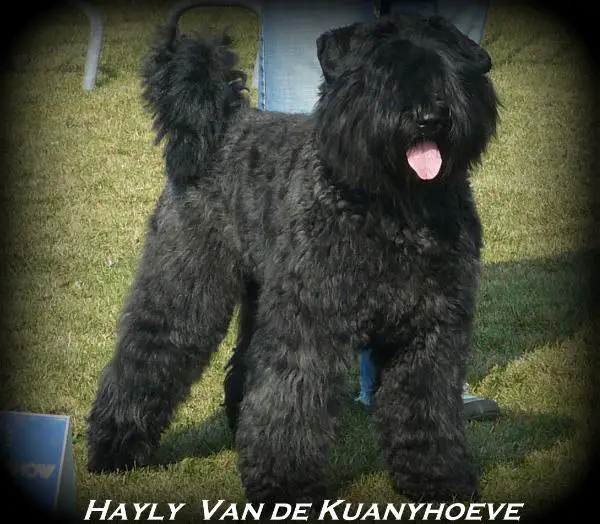 Hayly van de Kuanyhoeve
