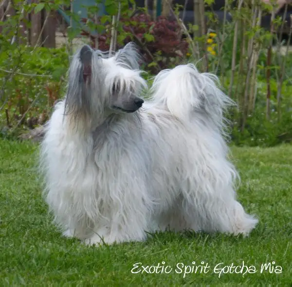 Exotic spirit gotcha mia