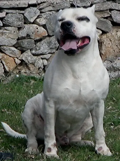 Pangare de la catorce