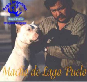Macho de Lago Puelo