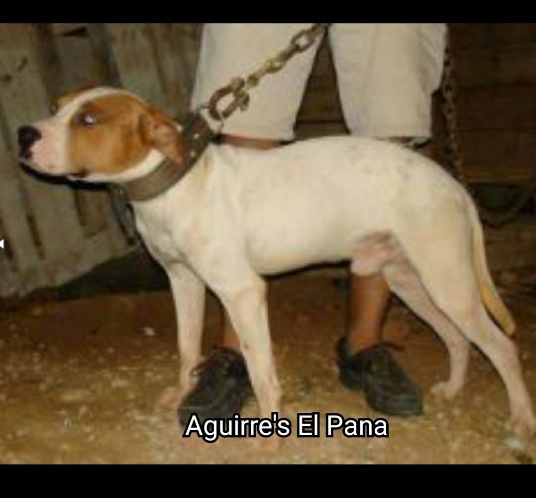 Aguirre's El Pana