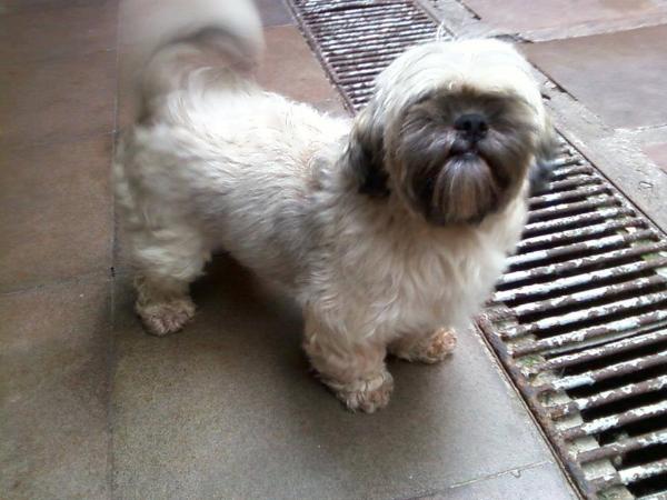 Filomena Lhasa Mares de Mel