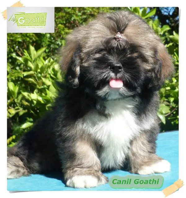 Janis Joplin Lhasa Mares de Mel