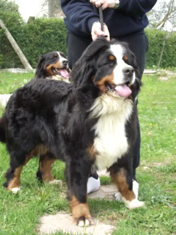 Holly dolly pamajo canis familiaris