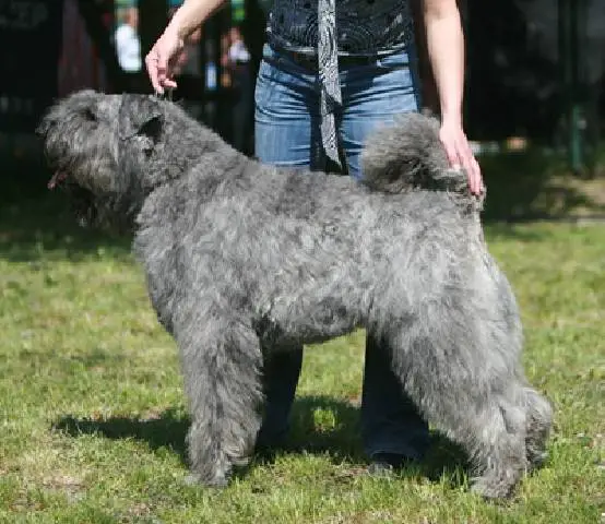 Ju Ju Aicha v. Bouvier Topline