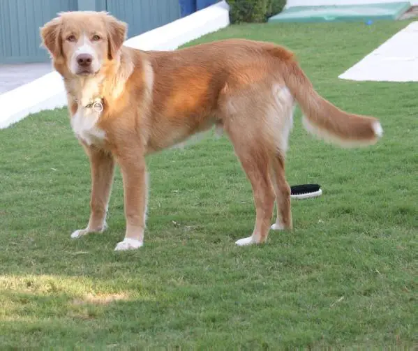 Canis amicus edu