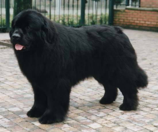 Black Buffalo's Bruce Wayne