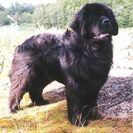 Skogbjörnen's Chlagskipet Bamse