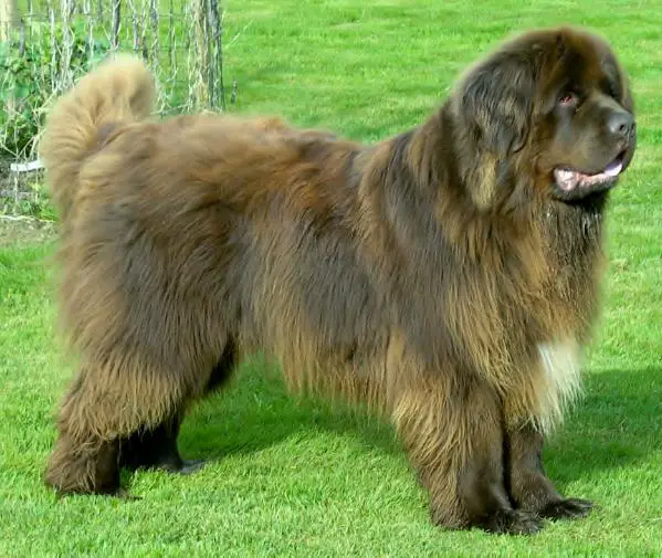 Marvin Grizzly Bär vom Rodebachtal