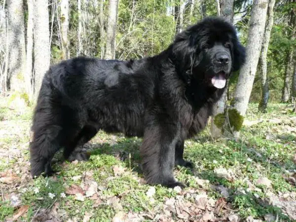 Skogbjörnen's Lady Carmen