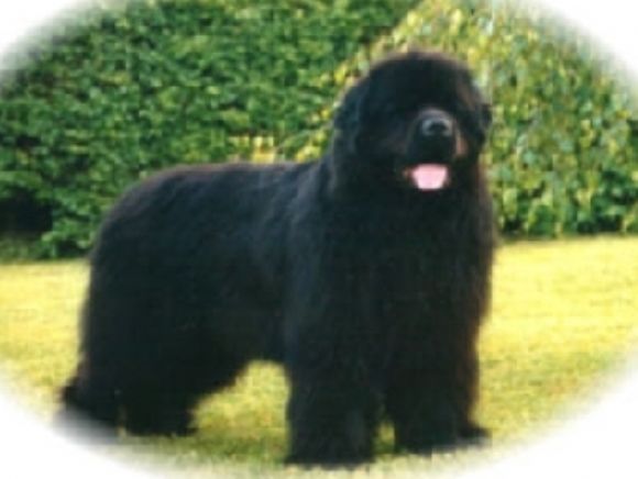 Zeus Simba vom Felsbachtal