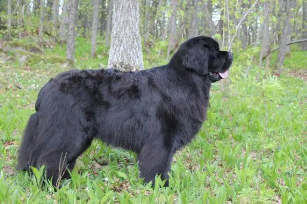 Skogbjornen's Quality of Samson