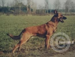 Rudy Sr. (Dhr. H. Janssen, Heibloem)