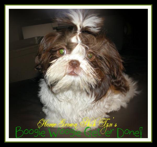 Home Grown Shih Tzu's Boogie