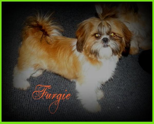 Home Grown Shih Tzu's Furrrgie