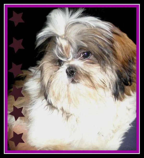 Home Grown Shih Tzu's Ruby Tuesday