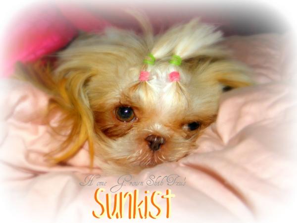 Her Lady Pipa of Sunkist