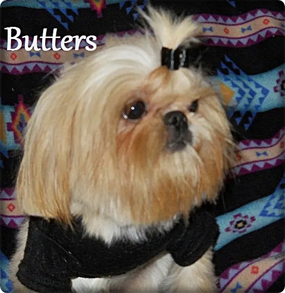 Home Grown Shih Tzu's Butter Bean Bo Jangles