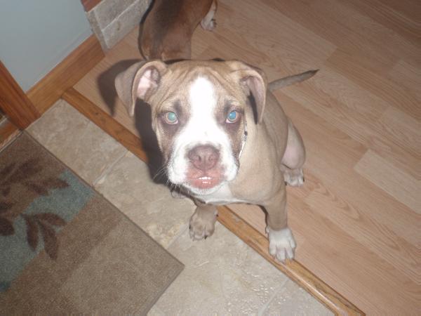 Knox
