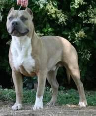 Cali Girl Larum's Rumblin Rebel