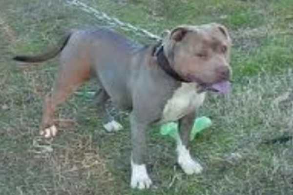 Mugleston pitbull hot sale