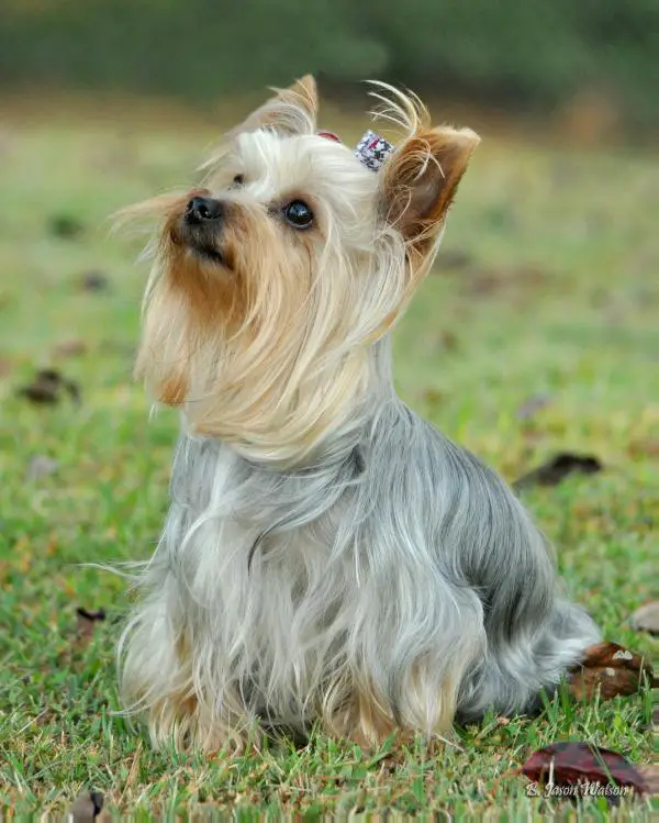 Watson'S heart of dixie