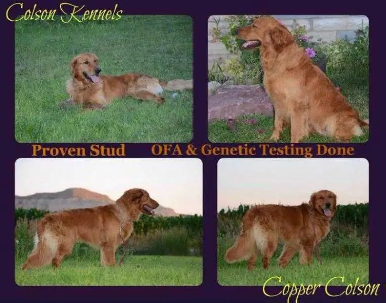 Copper Colson