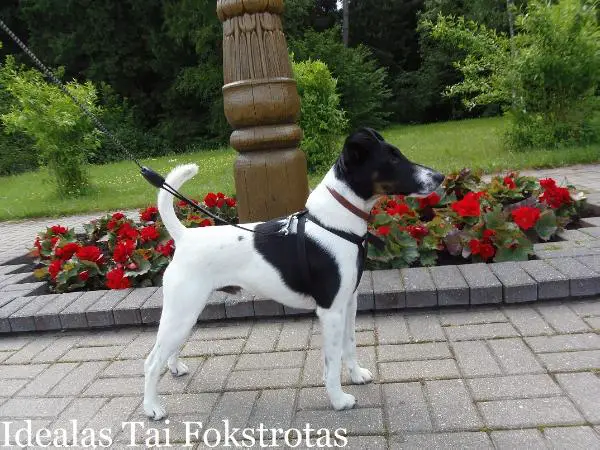 Idealas tai fokstrotas