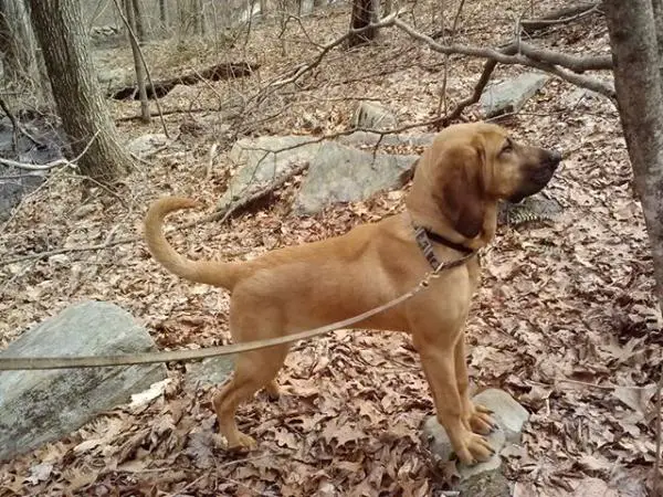 Tammie's Brighton Montego of Top Dog