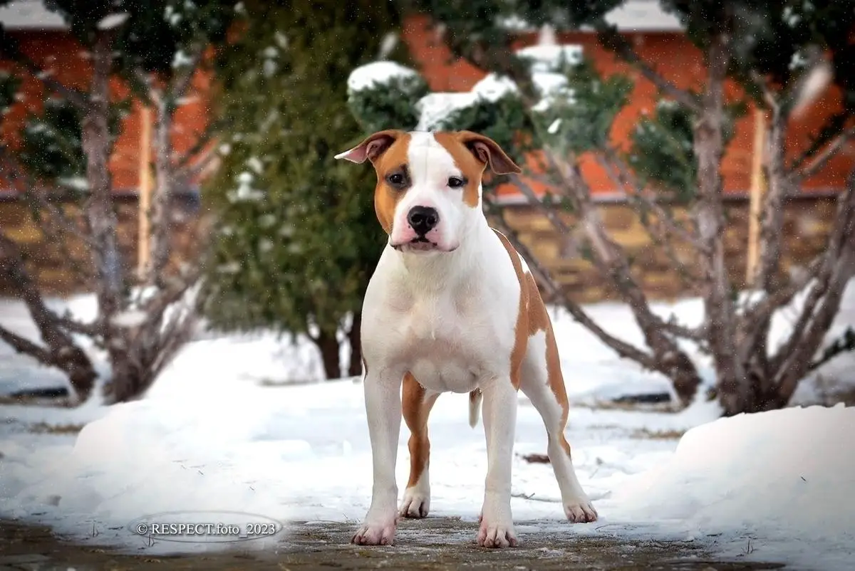 Yunita Sunny Smile Iz Doma Lankaster