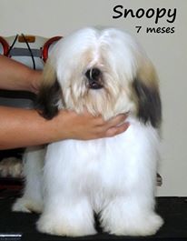 Snoopy La Mattina D'oro