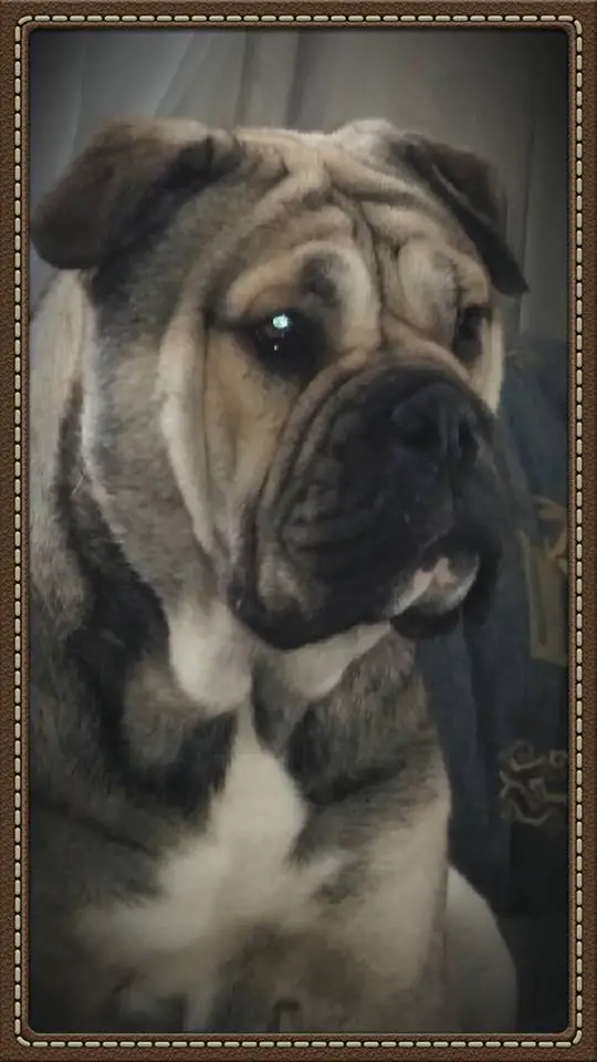 Grandis Royal Moloss Kennel