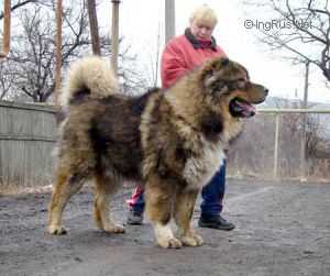 Sabur Daur Don (UKR)