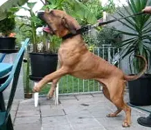 Tigre da serra de itanhandu