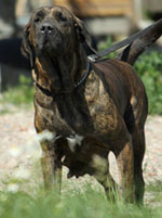hyena of red and brindle
