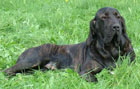 Enya of red and brindle