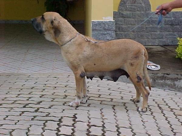 HERA II DO AMPARO