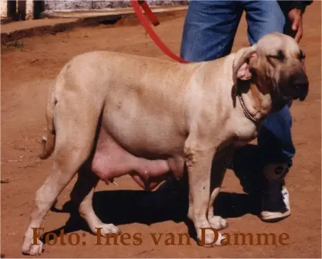 RARUSKA DO ENGENHO VELHO