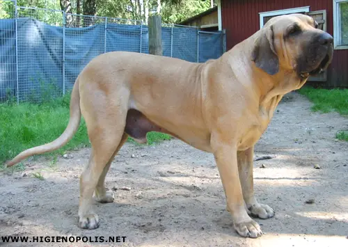 Erussu Do Caramona