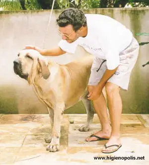Bata do caramona