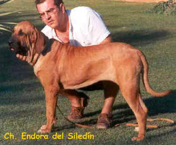 Endora El Siledin