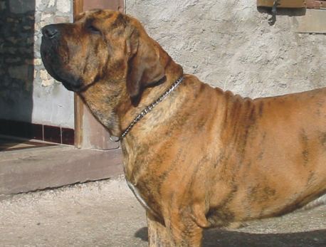 Indio Arere Impavido Colosso
