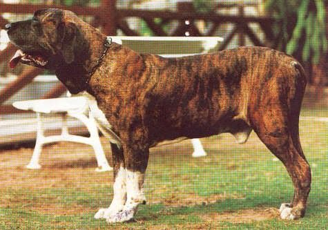 	Boran de Samor