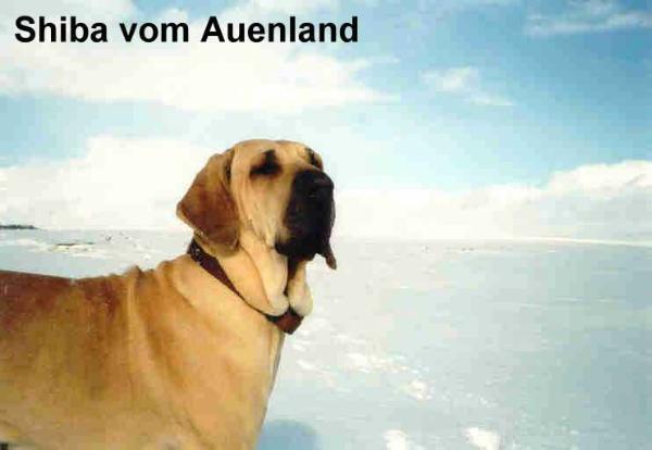 shiba vom auenland