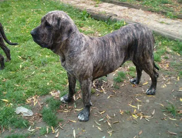 orion do rafuri