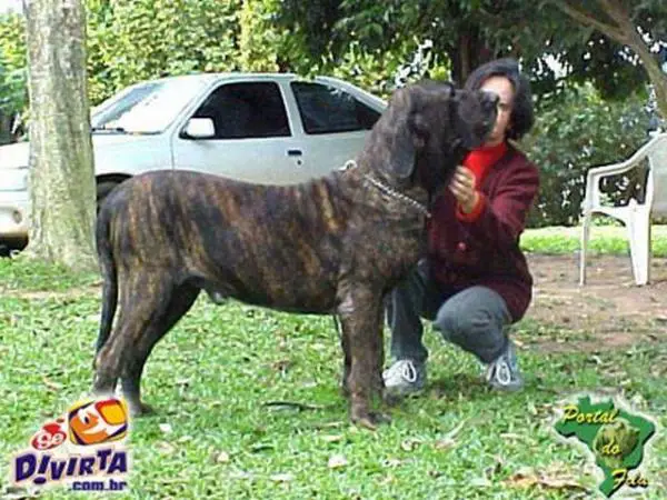 ELFO DO CAUDILHO