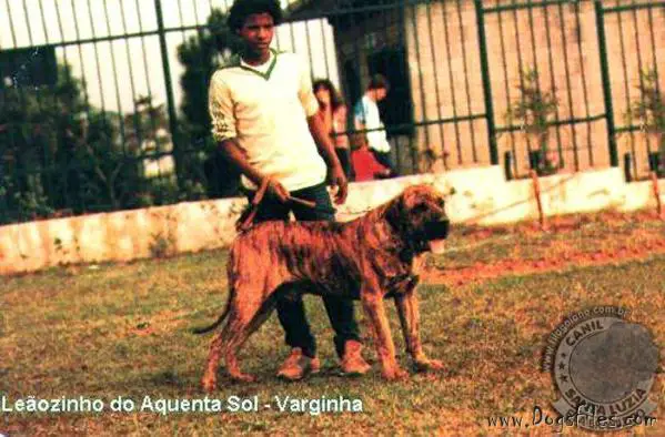 LEAOZINHO DO AQUENTA SOL
